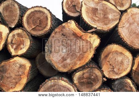 Cut down the trees. Fallen trees. Felling and cutting of forests.