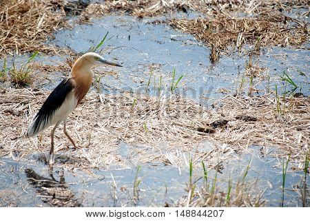 Young Egret walking on the paddy field in search of food.