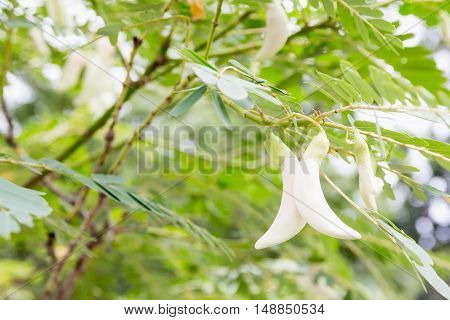 Sesbania grandiflora a bouquet of white flowers