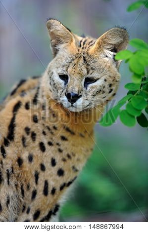 Serval Cat (felis Serval)