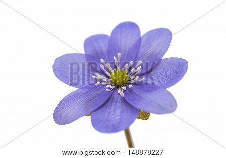 Hepatica nobilis spring, flower on a white background