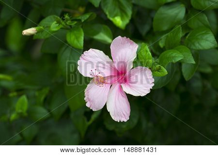 Pink Hibiscus flower. nature frower . .