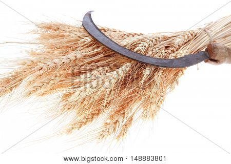 bunch of mown wheat ears with vintage handmade reaper hook sickle isolated on white background