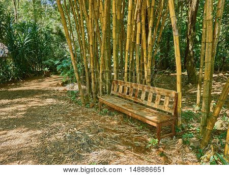 Bamboo garden and wooden bench on sunny day.