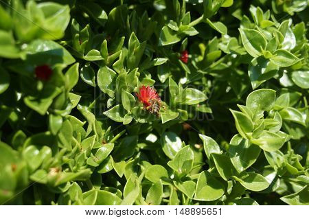 Red Is Very Small But Not Less Beautiful Flowers