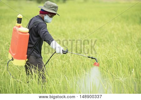 Farmer spraying on green rice field asia