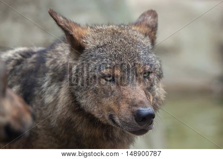 Iberian wolf (Canis lupus signatus). Wildlife animal. 