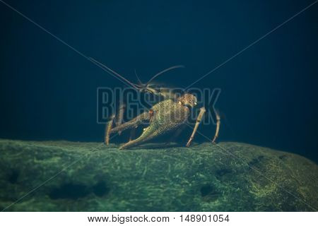 European crayfish (Astacus astacus), also known as the noble crayfish. Wildlife animal. 
