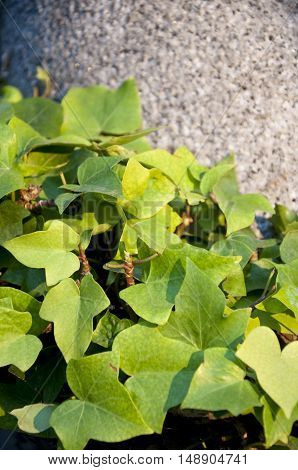 Ivy and stone. Detail of a climbing ivy around a column. Picture taken in Cecilio Rodriguez gardens Retiro Park Madrid