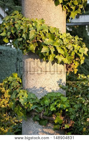 Climbing ivy around a column. Picture taken in Cecilio Rodriguez gardens Retiro Park Madrid