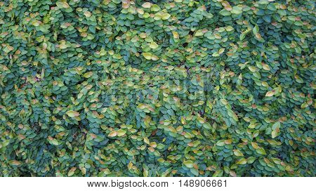 Coatbuttons or Mexican daisy on the wall