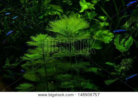 Marine green algae in the aquarium for fish.