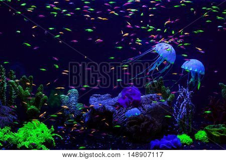 Fish and jellyfish in an aquarium at the bottom among corals.