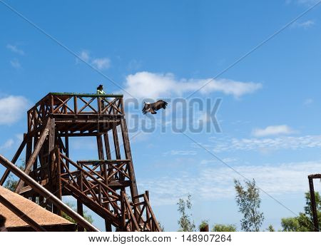 LA LAJITA FUERTEVENTURA SPAIN - SEPTEMBER 11 2015: Bird of Prey Show Oasis Park Fuerteventura Canary Island Spain