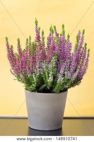 Heather in a pot (Calluna vulgaris) Selective focus
