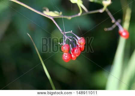Berries of a bittersweet nightshade (Solanum dulcamara)