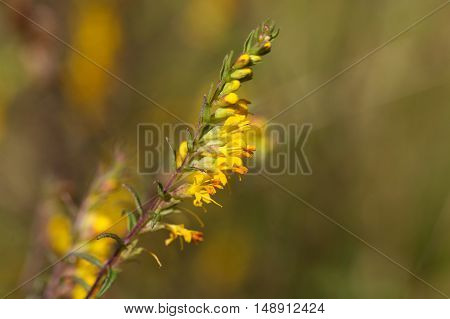 Yellow flowers of the plant Odontites luteus.