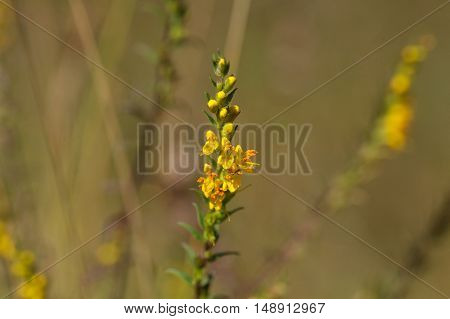 Yellow flowers of the plant Odontites luteus.
