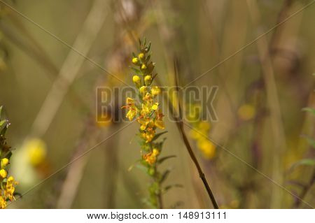 Yellow flowers of the plant Odontites luteus.