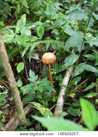 Mushroon forest nature uncultivated plant small fungus