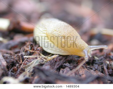 Slug