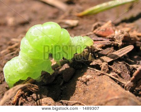 Inchworm verde