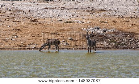 Kudus in the Etosha National Park, Namibia