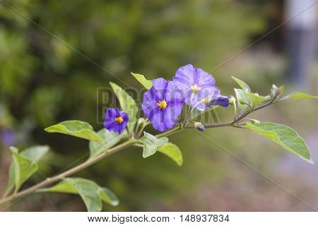 flower of solanum in a garden near la spezia