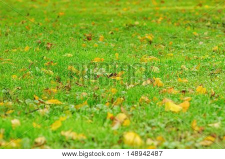 yellow autumn leaves on green grass in city park