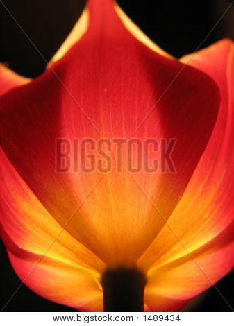 Тюльпан с подсветкой