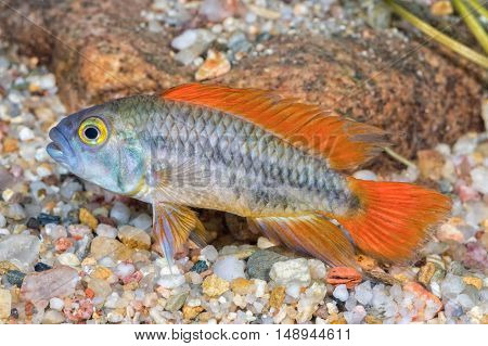Aquarium Fish Apistogramma Cacatuoides In A Aquarium