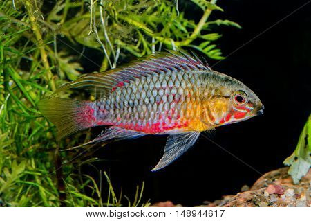 Cichlid Fish Apistogramma Hongsloi In A Aquarium