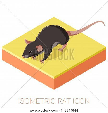 Vecor image of the Isometric rat icon on a square ground