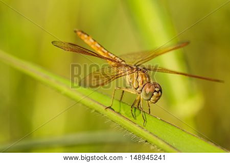 Dragonfly with blur beautiful nature background outdoor