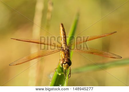 Dragonfly with blur beautiful nature background outdoor