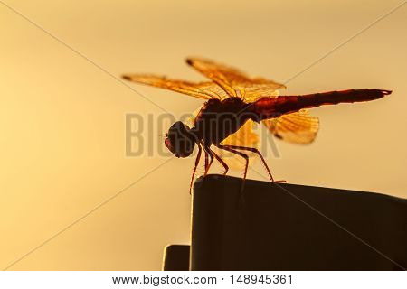 Dragonfly with blur beautiful nature background outdoor