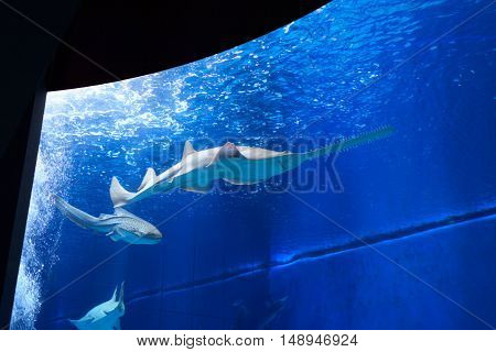 Sawfish in large aquarium with blue water