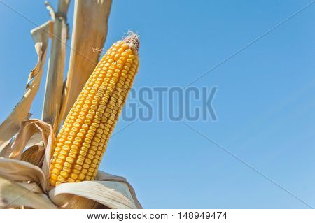 Yellow corn cob against the blue sky