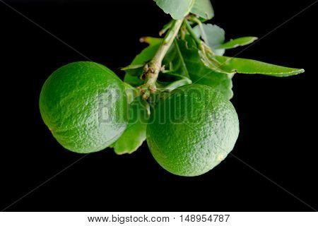 Bergamot Orange Hanging Fruits With Leaf Isolated On Black Background