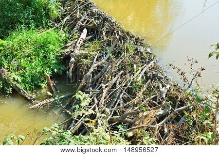 Beaver dam created on river in polish mountains Bieszczady