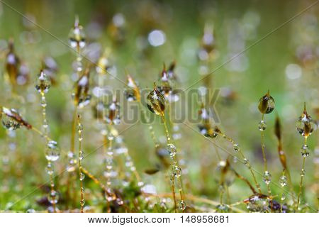 The Closeup moss in forest after rain