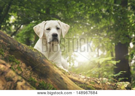 young white labrador dog duppy in the forest