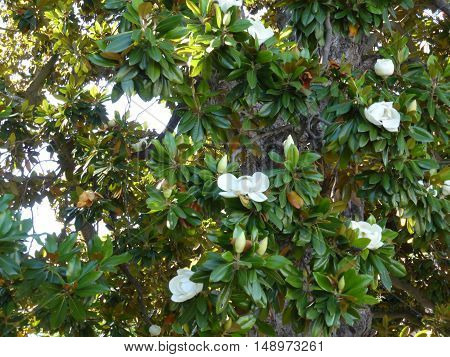 Large white flowers on a tree ficus.