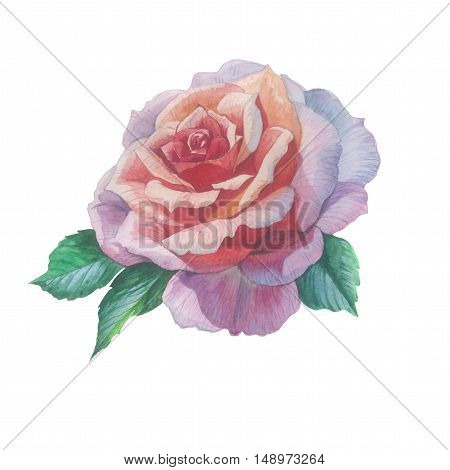 Wildflower rose flower in a watercolor style isolated. Full name of the plant: rose, hulthemia, hesperrhodos, rosa. Aquarelle flower could be used for background, texture, pattern, frame or border.