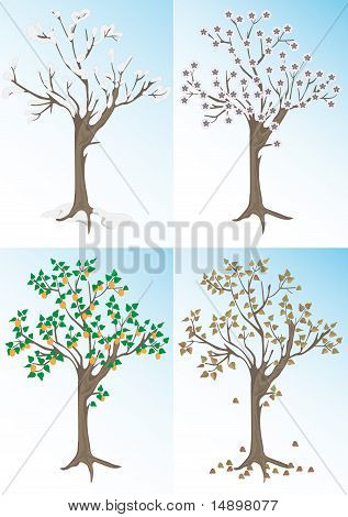 Kayısı ağacı ve mevsim.Arka plan.
