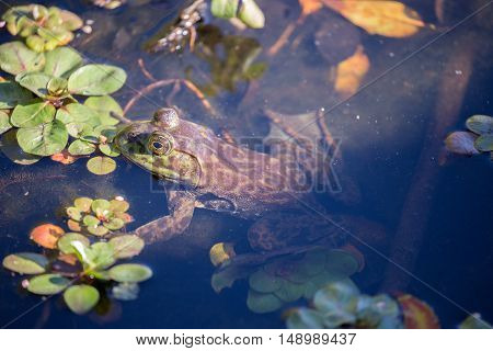 American Bullfrog - Lithobates catesbeianus, camouflaged. Shot in Jordan Pond, Garin/Dry Creek Pioneer Regional Parks, San Francisco East Bay, California, USA.