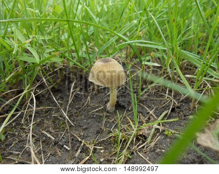 Lonely mushroom in the mud with grass around