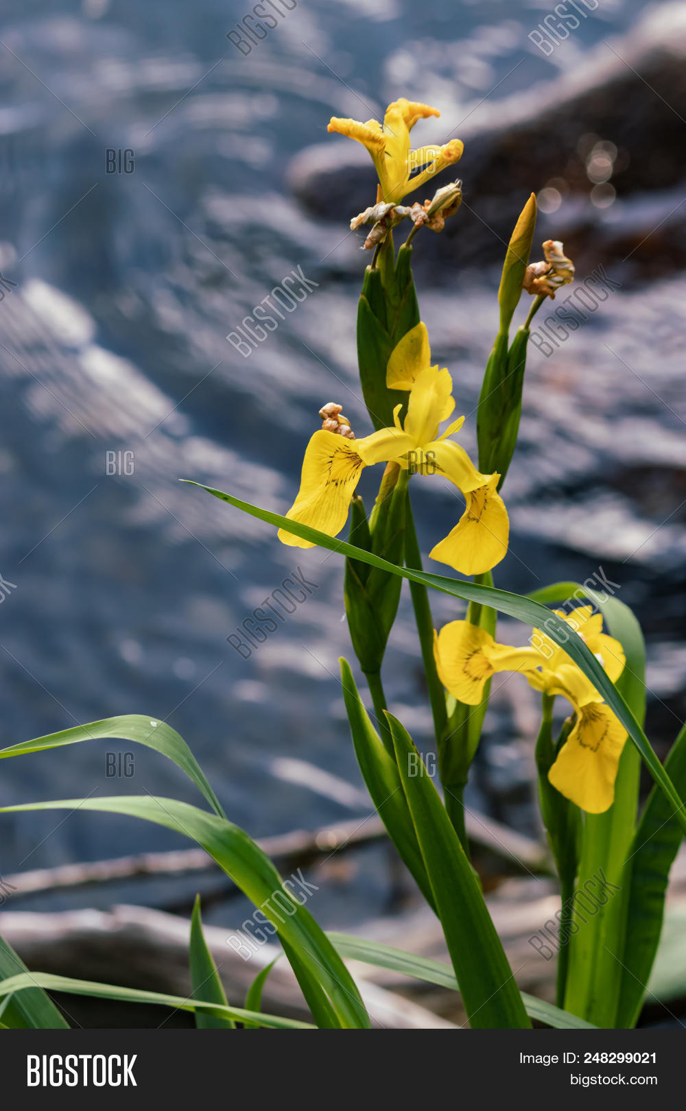 Wild Yellow Iris Image & Photo (Free Trial) Bigstock