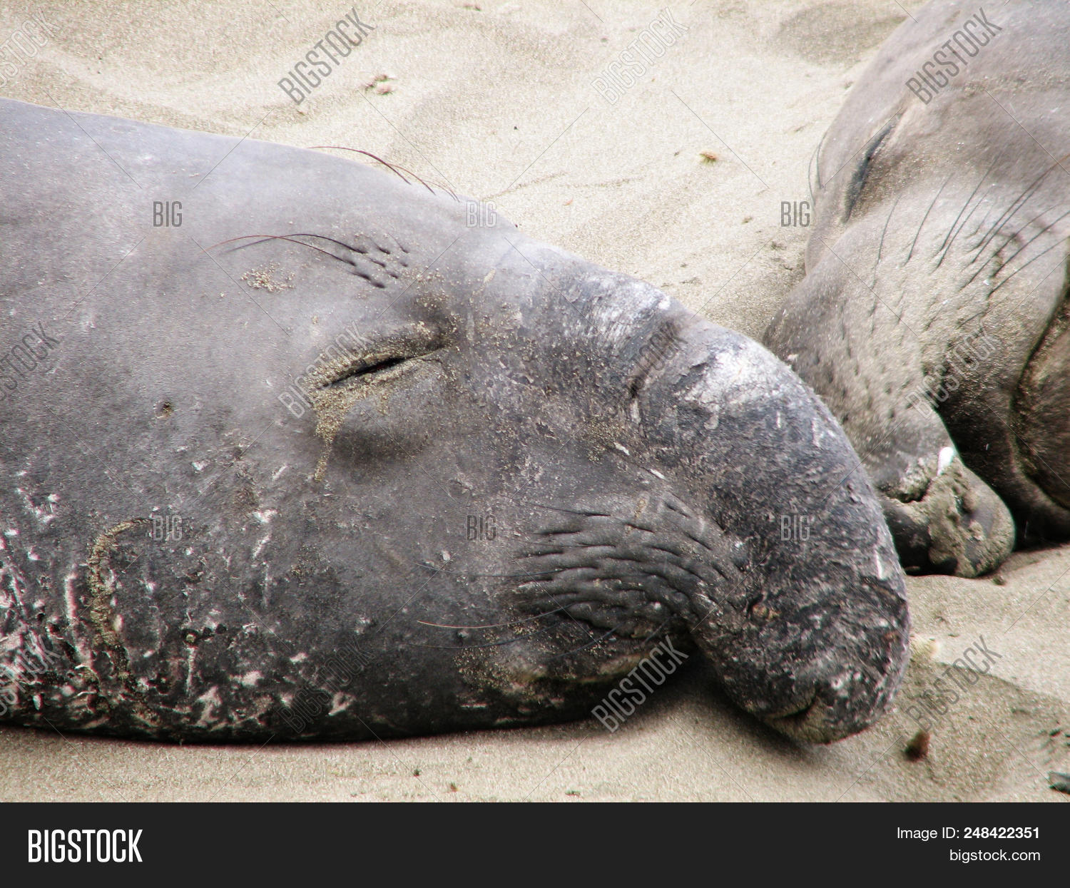 Cute Sleeping Elephant Image Photo Free Trial Bigstock
