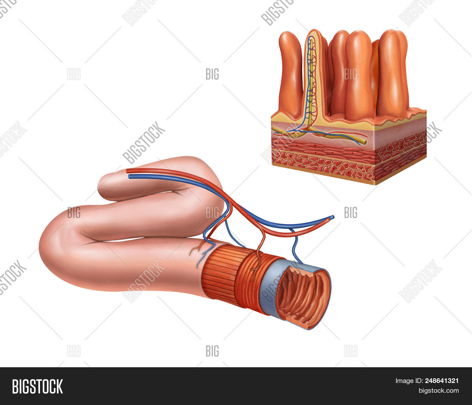 Small Intestine Text Small Intestine Image & Photo (Free Trial) | Bigstock